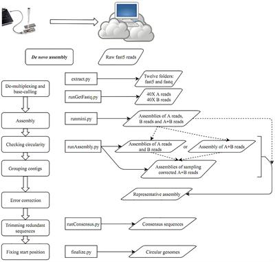 Completing Circular Bacterial Genomes With Assembly Complexity by Using a Sampling Strategy From a Single MinION Run With Barcoding